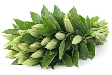 Fresh Green Datura Flower Buds and Leaves Bundle Isolated on White Background
