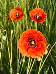 red poppy flowers