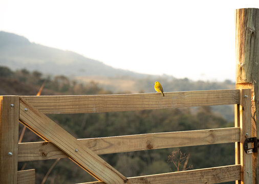 Um canarinho amarelo pousado sobre uma porteira de madeira, cores suaves, tons quentes do por do sol. Arte para quadros fineart 