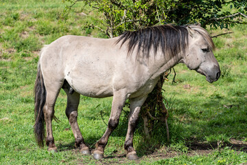 free-ranging Konik horse in a nature reserve in Zeeland, Netherlands