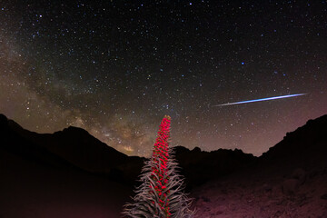 Meteor during a night photo session with a Tajinaste
