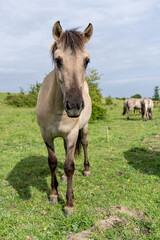 free-ranging Konik horse in a nature reserve in Zeeland, Netherlands