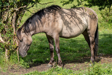 free-ranging Konik horse in a nature reserve in Zeeland, Netherlands