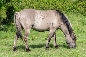 free-ranging Konik horse in a nature reserve in Zeeland, Netherlands