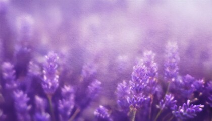 Fototapeta premium lavender romantic empty background lilac blurred texture pale violet abstract illustration delicate color banner