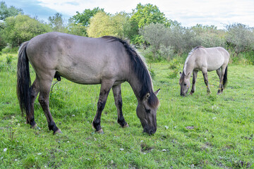 free-ranging Konik horses in a nature reserve in Zeeland, Netherlands