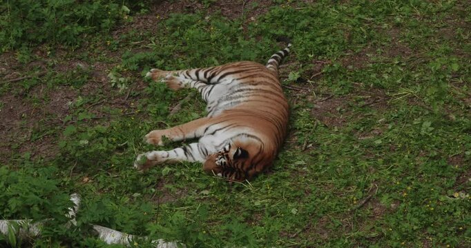 A beautiful tiger lying on his side on the grass plays playfully and enjoying the environment in the zoo or the situation of the reserve. A huge strong tiger rests in a clearing.