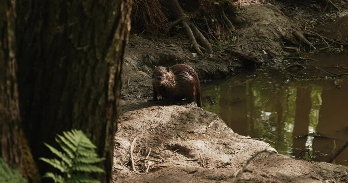 Coypu standing on muddy forest stream bank, watching surroundings with alert posture amid riparian vegetation and tree roots during peaceful daylight hours.