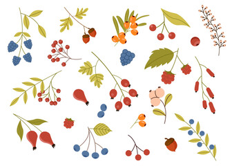 A set of berries with leaves. Botanical illustration. Vector
