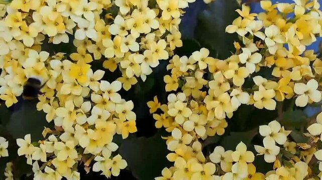 bombo su fiori di calancola