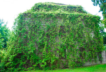 Tall stone house. Windows in an abandoned house are almost overgrown with ivy. Rustic house with growing climbing plants