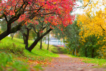 Fototapeta premium Colorful autumn background, beautiful fall nature wallpaper, red, yellow and orange leaves