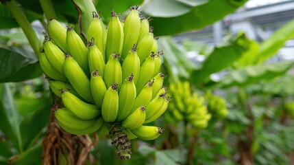 A cluster of green bananas hangs from a banana plant in a tropical plantation. The bright sunlight and vibrant green leaves create a lively atmosphere typical of a banana-growing region.