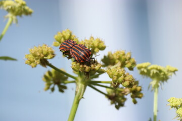 an umbellifer with a striped shield bug closeup