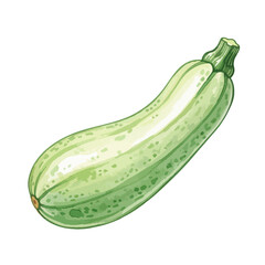 Zucchini Isolated on Transparent PNG Background- Watercolour Art