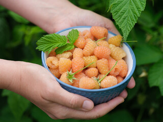 A woman holding a bowl with yellow raspberries in it in her hands above a raspberry bush. Close up.