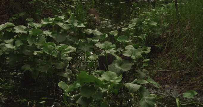 The waterflower of the ondatra with appetite eats the plants in the pond. An ondatra, feeding on water plant leaves, in a magnificent ecosystem of water -beating lands.