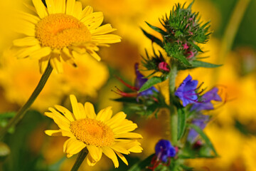 the golden marguerite on a wonderful blurred background