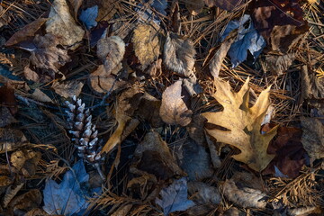 Fall leaves on the ground