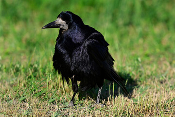 Rook // Saatkrähe (Corvus frugilegus)
