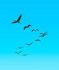 Free birds flying  in the sky with no limits -storks,hornbills, gulls,seagulls,