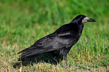 Saatkrähe // Rook (Corvus frugilegus)