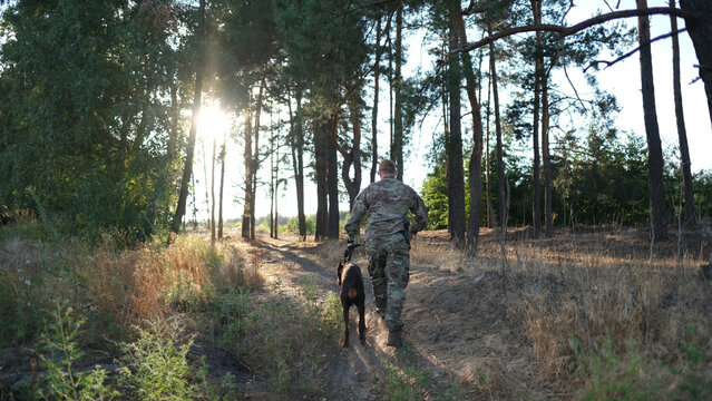 A man in military camouflage uniform walks through a pine forest with his Doberman dog. Soldier in summer
