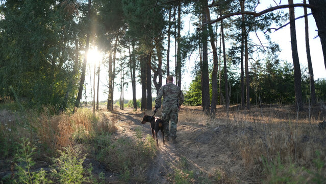 A man in military camouflage uniform walks through a pine forest with his Doberman dog. Soldier in summer