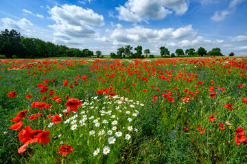 Beautiful summer day over poppy field