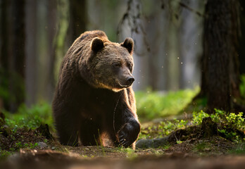 Wild brown bear ( Ursus arctos )