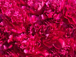 Flowers beautiful peony blooms pink red petals. © OLENA LIALINA