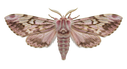 Isolated Pink Moth