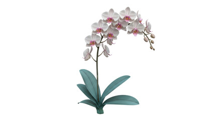 Isolated Orchid