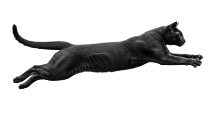 Isolated Black Cat Leaping