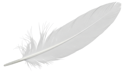Isolated White Feather