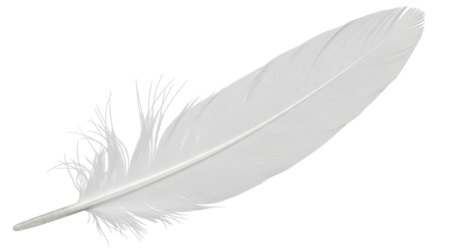 Isolated White Feather