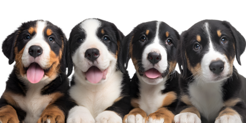puppy portraits of a large Swiss mountain dog breed in various poses and expressions isolated on a transparent background showcasing their playful and adorable nature