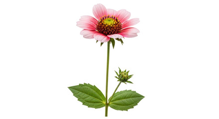 Isolated Pink Gaillardia Flower