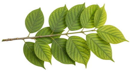 Isolated Branch With Leaves