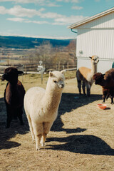 Cute whit and brown Alpacas grazing on the farm