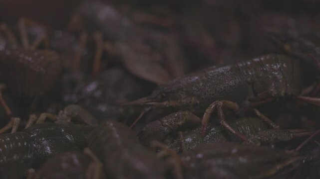 Live crayfish on the market counter close up view Latin name Astacus astacus. Freshly caught river Crayfish in container. Slow motion ProRes 422 10 bit C-LOG video. video.