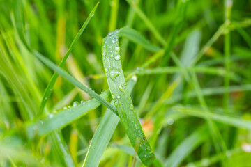 dew on grass