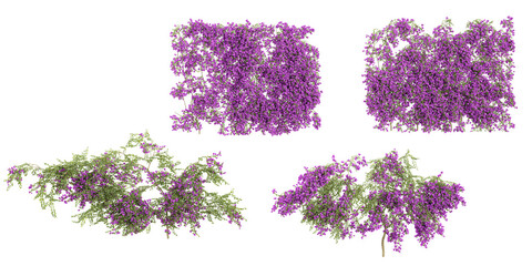Set of Bougainvillea creeper plants isolated on transparent backgroundSet of Bougainvillea creeper...