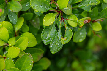 green leaves on a branch