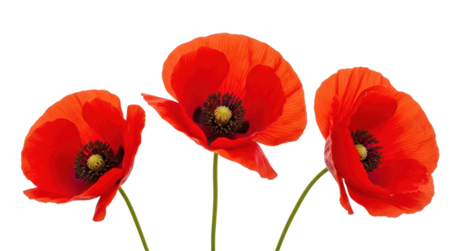 Isolated Three Red Poppy Flowers - Powered by Adobe