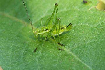 Closeup on a European Striped Bush-Cricket, Leptophyes albovittata
