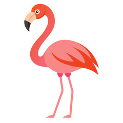 Obraz premium flamingo on white