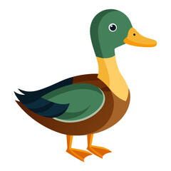 duck on white background