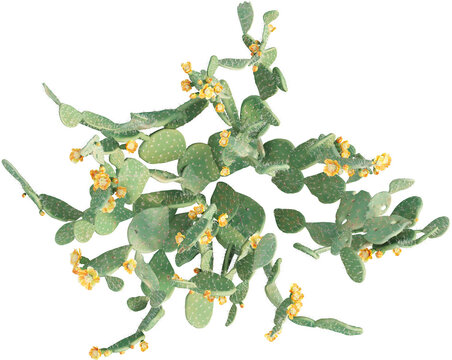 Top view of Indian fig opuntia - Opuntia ficus-indica