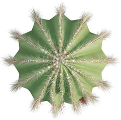 Top view of Saguaro plant - Carnegiea Gigantea